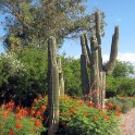 Landscaping with Cactus